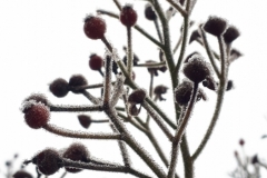 Wilde Rose - Hagebutten sind winterliche Vitaminspritzen für die Vögel